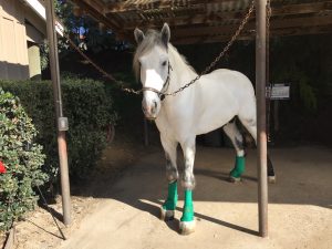 Finn at Rancho Farrier